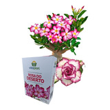Fertilizante Adubo Rosa Do Deserto 04-20-12 Vitaplan 150g