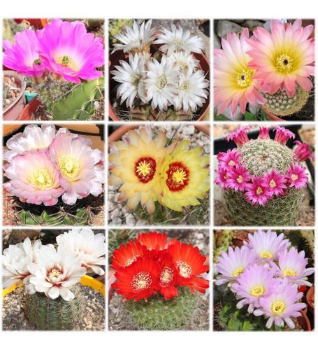 Mix 50 Semillas De Cactus Raros Suculentas De Coleccion 