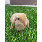 Conejo Holland Lop