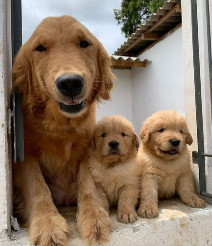 Filhotes De Golden Retriever!