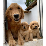 Filhotes De Golden Retriever!