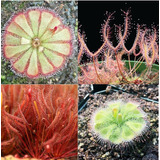 Semillas Plantas Carnivoras - 400 Unidades Varias Droseras