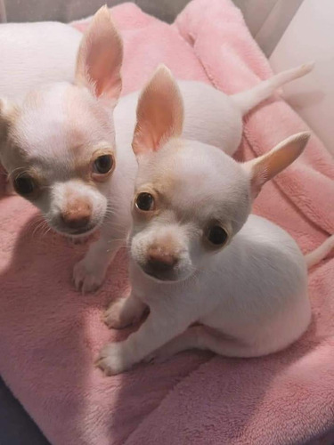 Perro Chihuahua Mini 