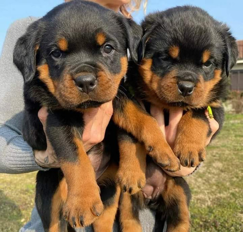 Cachorros Rottweiler Línea Alemán 