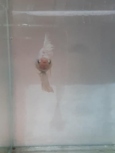 Betta Linhagem