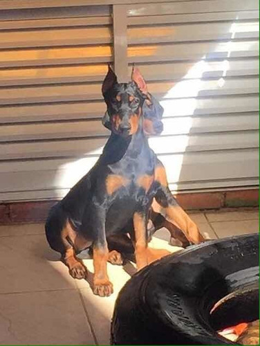 Dobermann Filhotes Fêmeas E Machos