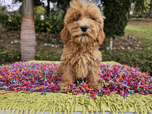 Goldendoodle, Tamaño Pequeño, Multigeneracionales