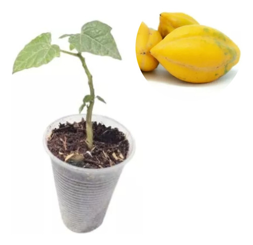 Plantula Frutal  Árbol De Papayuela Para Transplantar 