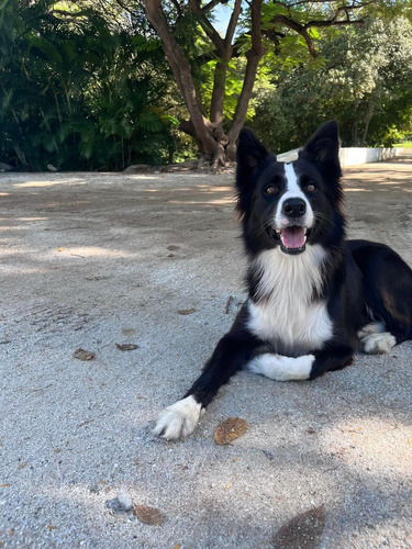 Bellos Border Collie Padres Inscritos