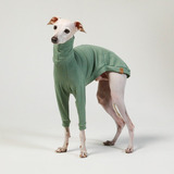 Roupa Para Cachorro Galgo Whippet Lisa Verde