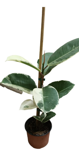 Ficus Elástica Variegado - Gomero Tineke