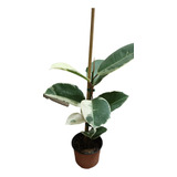 Ficus Elástica Variegado - Gomero Tineke