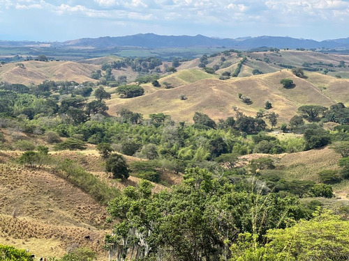 Tuluá, 300 Plazas, Finca Ganadera En Venta.