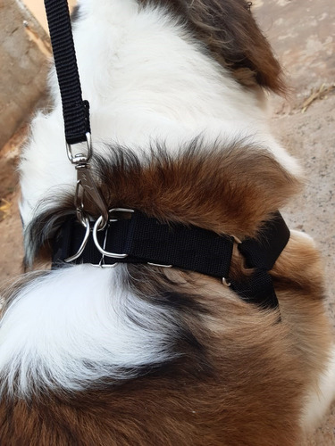 São Bernardo Coleira E Guia Mola + Guia Carro Cachorro Forte