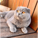 Filhote De Gato British Shorthair / Scottish Fold