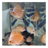 Peces Disco 4-5 Cms Variedades