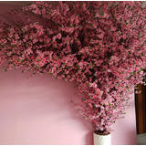 Arvore Flores Real De Cerejeiras Pessegueiras Rosa 2 Mt 