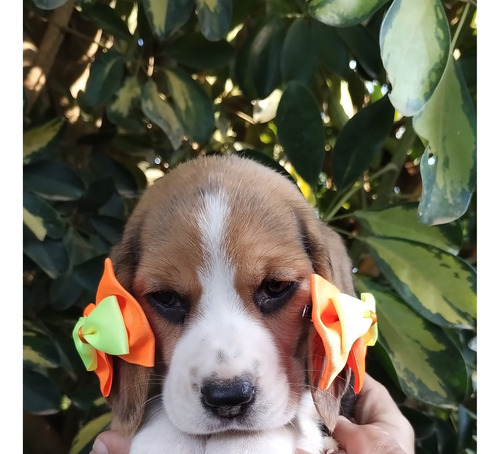 Beagle. Mini ( 13 Polegadas)