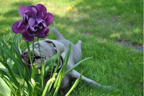 Magníficoweimaraner Prestigio Weimaraner Únicos