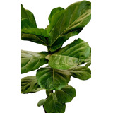 Ficus Pandurata, Lyrata.