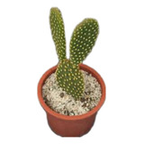 Cactus Opuntia Microdasys