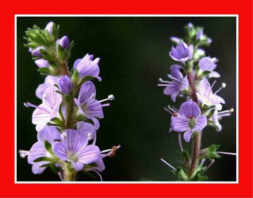 Sementes De Veronica Officinalis Chá Erva Flor Para Mudas