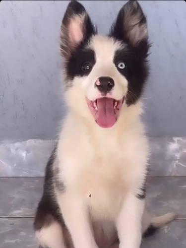 Border Collie Fêmea Pedigree Cbkc 