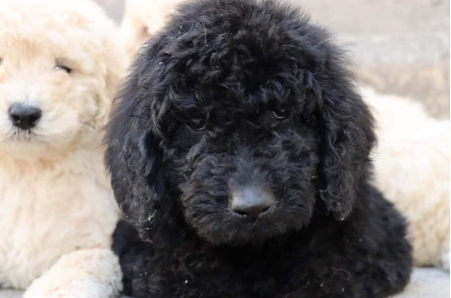 Caniche Gigante\u002F Poodle Standard\u002F Poodle Gigante | MercadoLibre