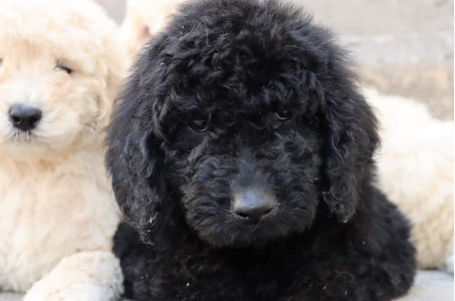 Caniche Gigante/ Poodle Standard/ Poodle Gigante