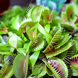 20 Semillas Perennes De Dionaea Venus Flytrap Para Plantas D