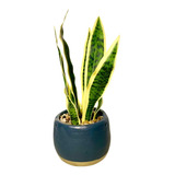 Sansviera Con Macetero - Planta Artificial Decorativa