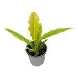 Philodendron Ring Of Fire Golden, 35 Cm, Interior.