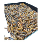 Tenebrio Gigante 50 Larvas Tg-50un (nino)