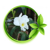 1 Linda Muda Da Orquídea Bambu / Arundina Branca, Gardenmg