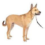 Collar Para Perro Petsafe Gentle Leader No-pull Medium Fawn