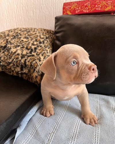 Filhotes American Bully Genética Top Pedigree Ibc