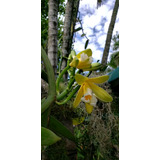 Orquídea Vainilla Con Envío 