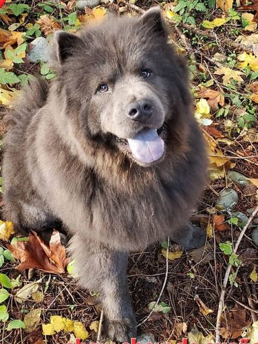 Chow Chow  100% Puros Varios Colores. Leer Descripción 