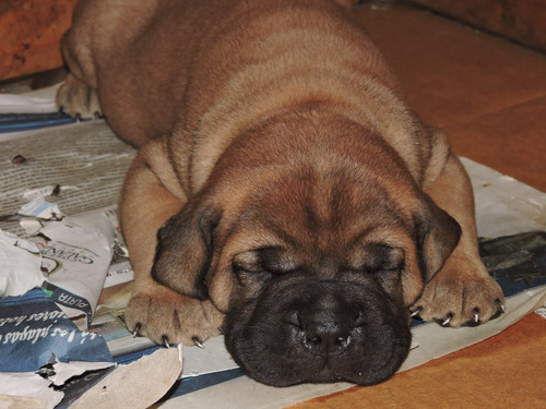 Bullmastiff Con Fca. Para Pagos Con Tarjetas.