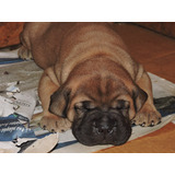 Bullmastiff Con Fca. Para Pagos Con Tarjetas.