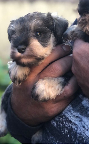 Schnauzer Sal Y Pimienta  Libre De Mac