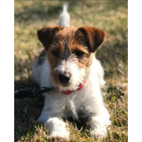 Jack Russell Terrier Broken Bicolor