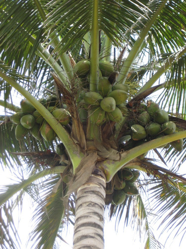 Palma De Coco Orgánica. Lote De 10  (5 Criolla + 5 Enana)