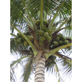 Palma De Coco Orgánica. Lote De 10  (5 Criolla + 5 Enana)