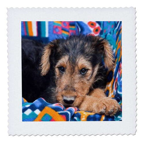 3drose Qs__3 Un Cachorro De Airedale Acostado-us32 Zmu0005-z