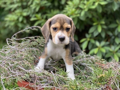 Cachorro Beagle Perrito Begle Puppy Bigol