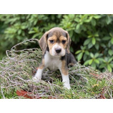 Cachorro Beagle Perrito Begle Puppy Bigol