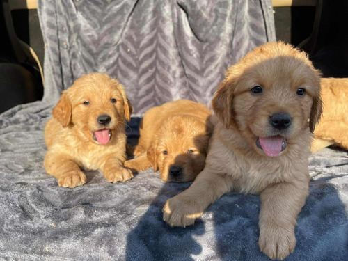 Cachorro Golden Retriever