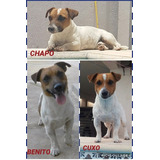 3 Sementalesjack Russell Maquila Pedigree Azul Internacional