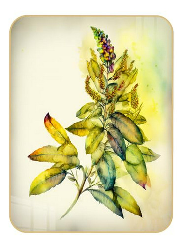 Cuadro De Lysimachia Nummularia En Porcelana Y Cristal 8x10 